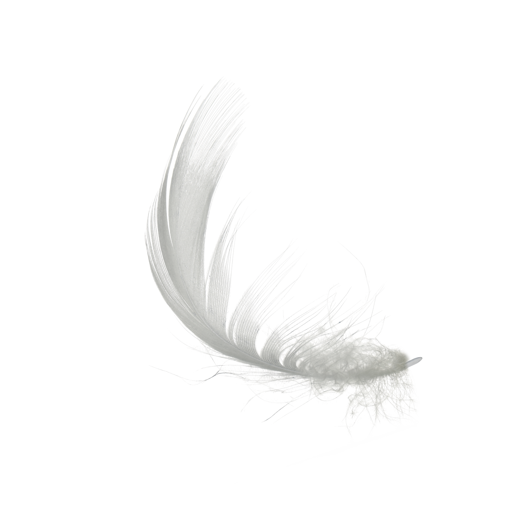 White Feather Isolated